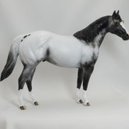 BOSTON POPS - OOAK Scraggly Mane Appaloosa Stock Horse 5/15