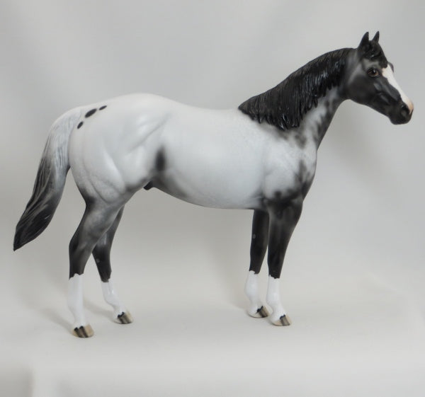 BOSTON POPS - OOAK Scraggly Mane Appaloosa Stock Horse 5/15