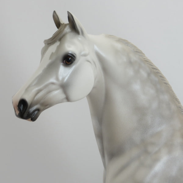 STARFIRE - OOAK Star Dapple Gray Morgan 5/15