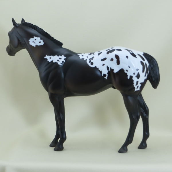 O&#39;MURRY - OOAK Black Appaloosa Stock Horse - 3/15