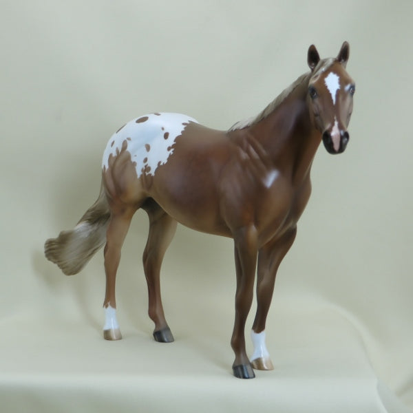 LONG BEACH - OOAK Sorrel Appaloosa Mare Stock Horse 4/15