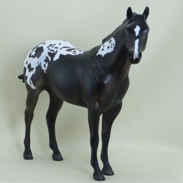 O&#39;MURRY - OOAK Black Appaloosa Stock Horse - 3/15