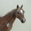 LONG BEACH - OOAK Sorrel Appaloosa Mare Stock Horse 4/15