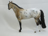 MONROE - OOAK Buckskin Appaloosa Stock Horse 2/15