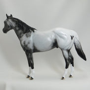 BOSTON POPS - OOAK Scraggly Mane Appaloosa Stock Horse 5/15
