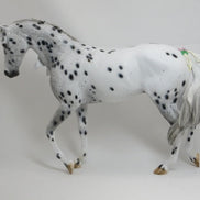 THE THEORY OF EVERYTHING - OOAK Appaloosa Thoroughbred with Delicate Flowers & Ribbons - 2/15