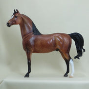 APPLE JACK - OOAK Dapple Bay Morgan 4/15