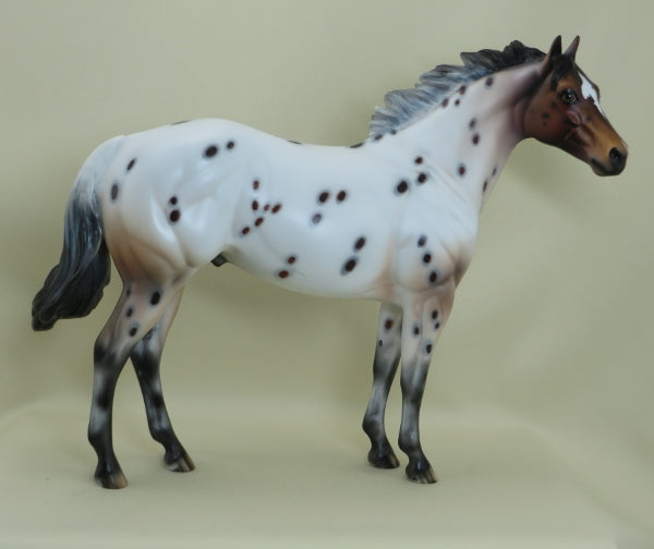 SPOT ME FIVE - OOAK Bay Appaloosa Stock Horse 3/15