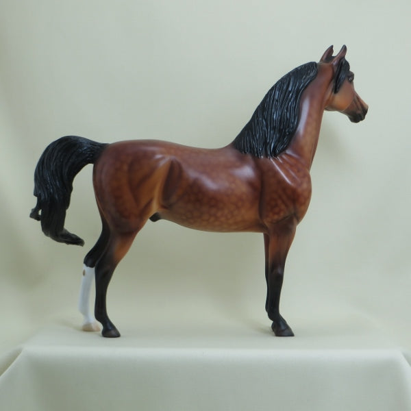 APPLE JACK - OOAK Dapple Bay Morgan 4/15