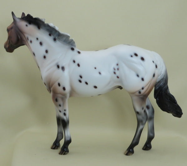 SPOT ME FIVE - OOAK Bay Appaloosa Stock Horse 3/15