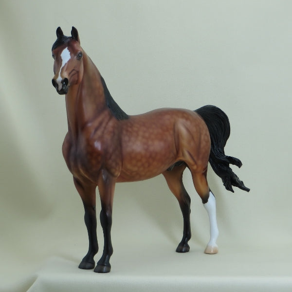 APPLE JACK - OOAK Dapple Bay Morgan 4/15