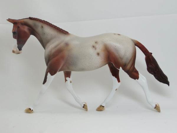 RUTHERFORD HAYES - OOAK Red Roan Palouse 2/15