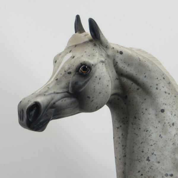 HAVANA - OOAK Appaloosa Arabian 5/15