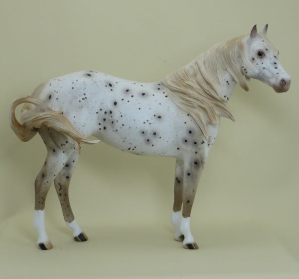 KARO - OOAK Dark Chestnut Appaloosa Stock Horse - 4/15