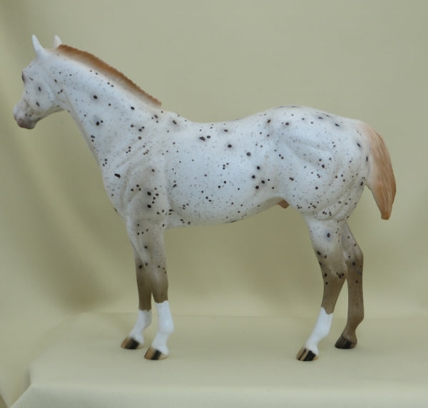 SHIMMER - OOAK Ratty Mane Chestnut Appaloosa Stock Horse 4/15