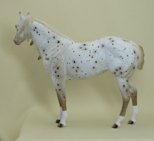 KARO - OOAK Dark Chestnut Appaloosa Stock Horse - 4/15