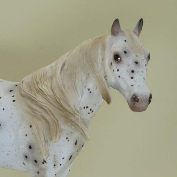 KARO - OOAK Dark Chestnut Appaloosa Stock Horse - 4/15