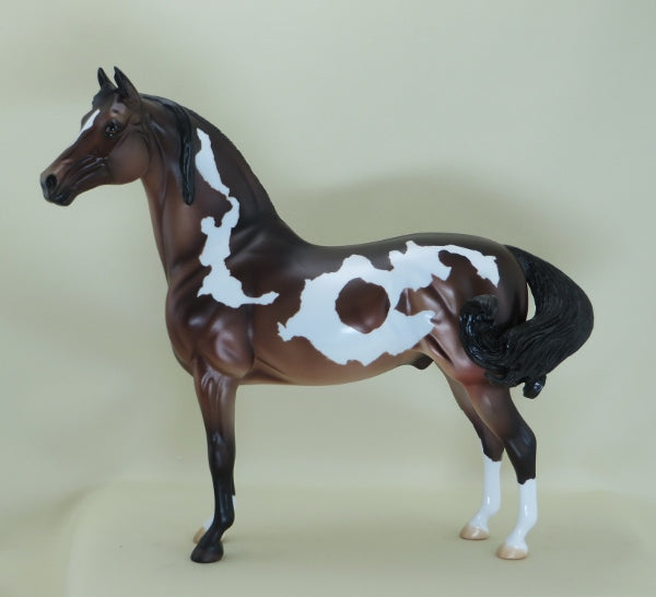 BULLS EYE - OOAK Bay Pinto Morgan - 3/15