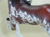 MASTER BLASTER - OOAK Extreme Mapped Bay Pinto with Blowing Strands 4/15