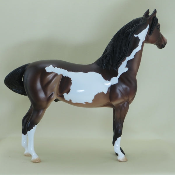 BULLS EYE - OOAK Bay Pinto Morgan - 3/15