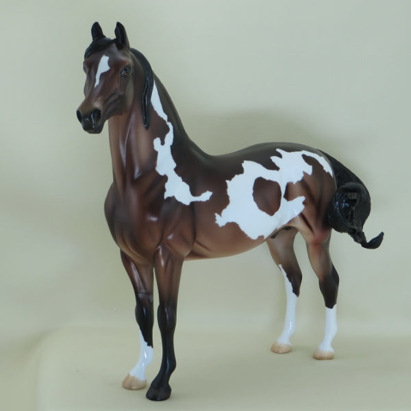 BULLS EYE - OOAK Bay Pinto Morgan - 3/15