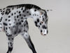 SPOT ME ALL UP - OOAK Warmblood Leopard Appaloosa Pebbles 2/15