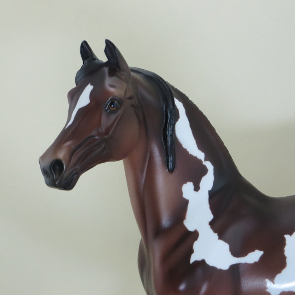 BULLS EYE - OOAK Bay Pinto Morgan - 3/15