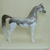 SUAMICO - OOAK Dapple Gray Splash Pinto Arabian 4/15