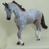WINSTON - OOAK Marbled Appaloosa Thoroughbred - 4/15