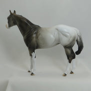 MONGO - OOAK Appaloosa Stock Horse Mare 4/15