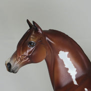 ABIGAIL ADAMS - OOAK Chestnut Pinto Morgan 2/15