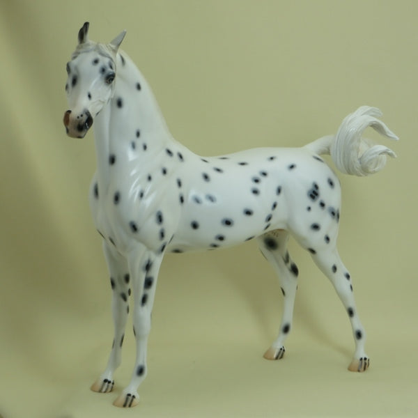 QUAKER OATS - OOAK Leopard Appaloosa Arabian 4/15