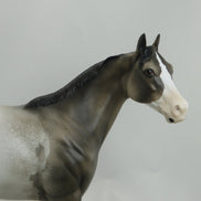 MONGO - OOAK Appaloosa Stock Horse Mare 4/15