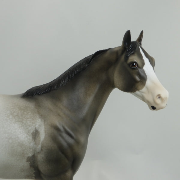 MONGO - OOAK Appaloosa Stock Horse Mare 4/15