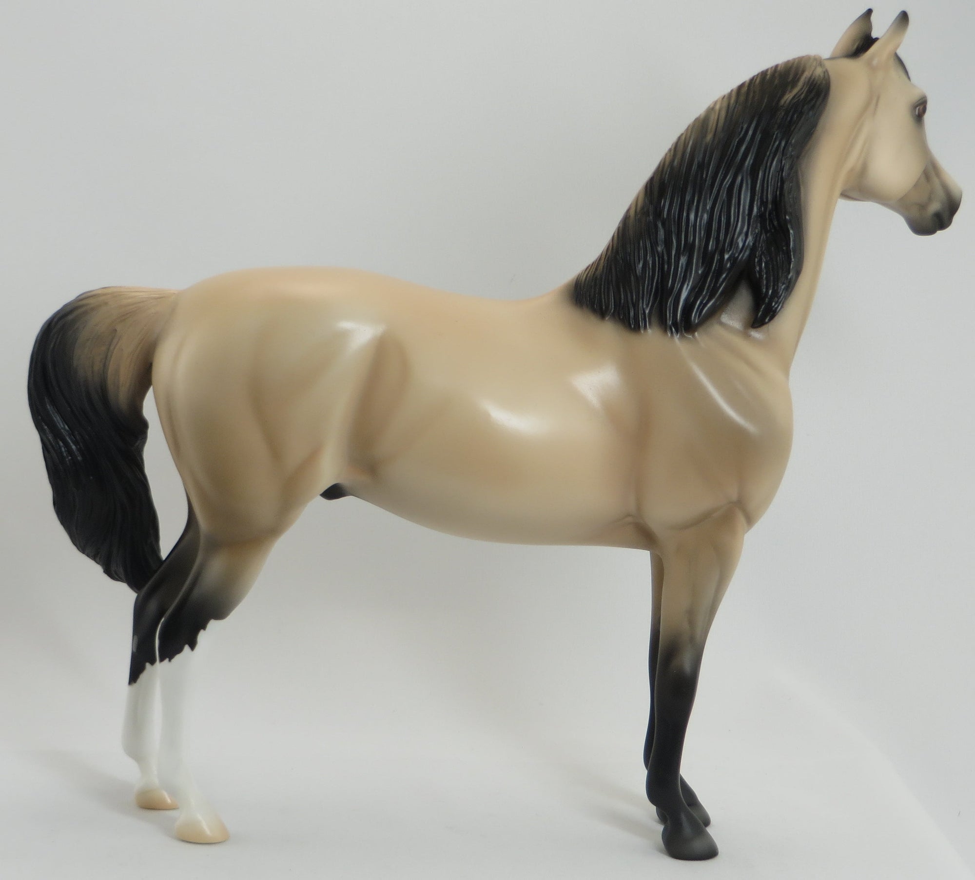 VALERIAN - OOAK Pale Buckskin Morgan 5/15