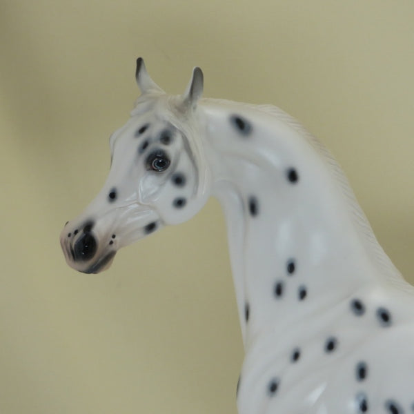 QUAKER OATS - OOAK Leopard Appaloosa Arabian 4/15