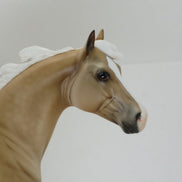 ADAMS - OOAK Dapple Palomino Stock Horse 2/15