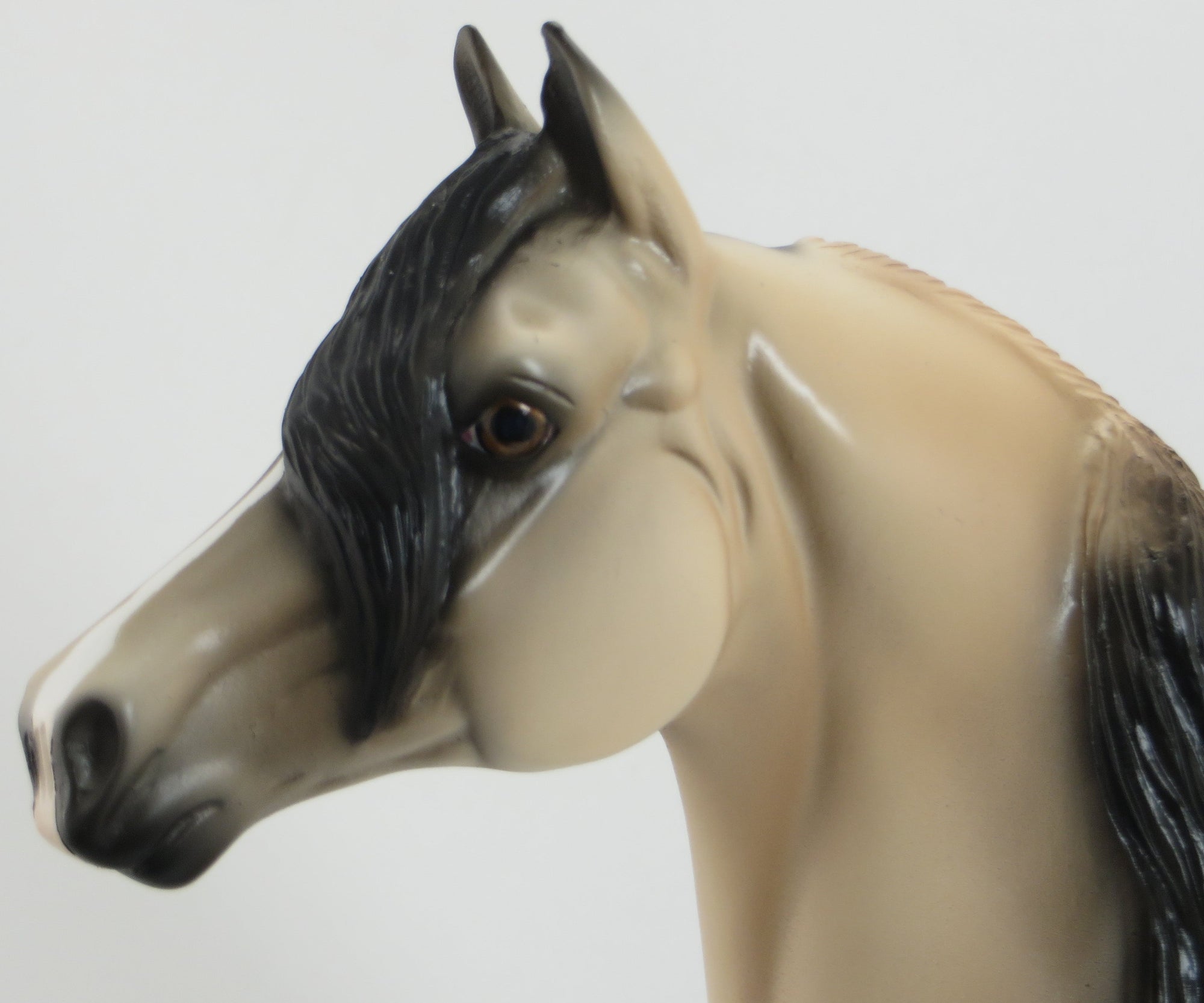 VALERIAN - OOAK Pale Buckskin Morgan 5/15