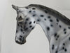 TRUMAN - OOAK Leopard Appaloosa Palouse 2/15