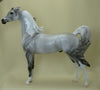 GENTLE ON MY MIND - Dapple Gray Pinto Pinned Ear Arabian LE5 3/15