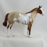 MIDDLEBURY MAIDEN - Chestnut  Roan Paint Stock Horse Mare - LE6 - 5/15