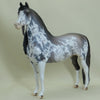 PHILLIP MORRIS - OOAK Rose Gray Sabino Pinto Morgan 4/15