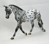 TRUMAN - OOAK Leopard Appaloosa Palouse 2/15