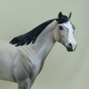 BELOIT - OOAK Dapple Buttermilk Buckskin Stock Horse 4/15