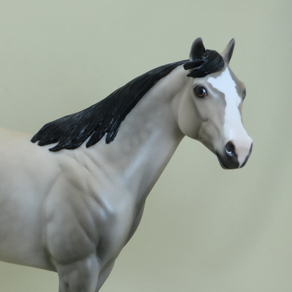 BELOIT - OOAK Dapple Buttermilk Buckskin Stock Horse 4/15