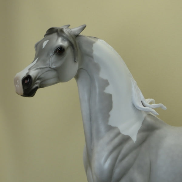 GENTLE ON MY MIND - Dapple Gray Pinto Pinned Ear Arabian LE5 3/15