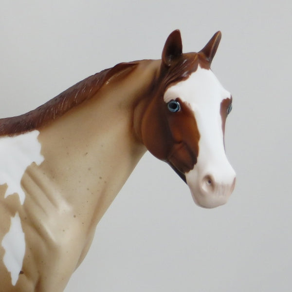 MIDDLEBURY MAIDEN - Chestnut  Roan Paint Stock Horse Mare - LE6 - 5/15