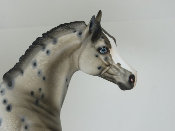 GOT SPOTS - Ratty Mane Appaloosa with Variation of Face Marking LE10 2/15