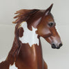 FILMORE - Chestnut Pinto Saddlebred LE5 2/15