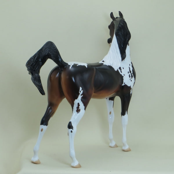 MAVERICK - OOAK Seal Bay Pinto Arabian Horse - 4/15
